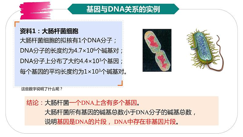 3.4基因通常是有遗传效应的DNA片段课件2021-2022学年高一下学期生物人教版必修2第6页