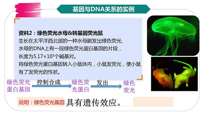 3.4基因通常是有遗传效应的DNA片段课件2021-2022学年高一下学期生物人教版必修2第7页