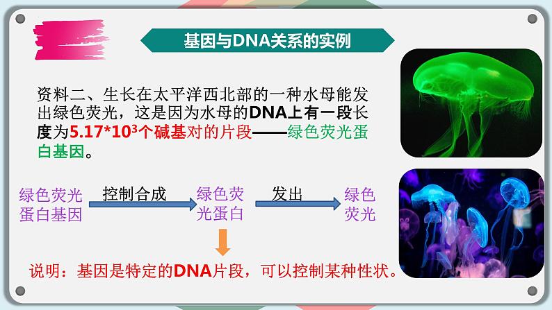 3.4基因通常是有遗传效应的DNA片段课件2021-2022学年高一下学期生物人教版必修2第8页