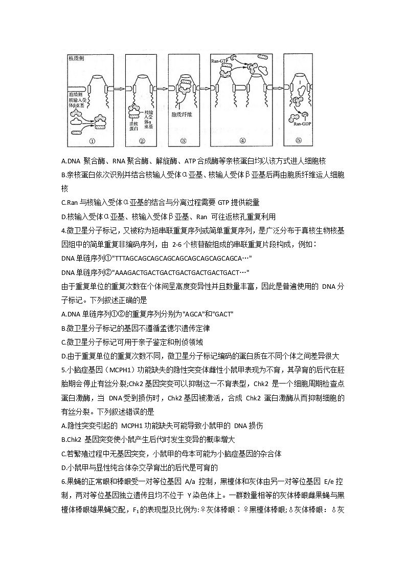 山东省济南市2022届高三5月模拟考试（三模）生物试题 word版含答案02