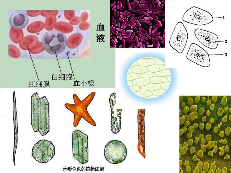 人教生物必修1《1第2节细胞的多样性和统一性》第2页