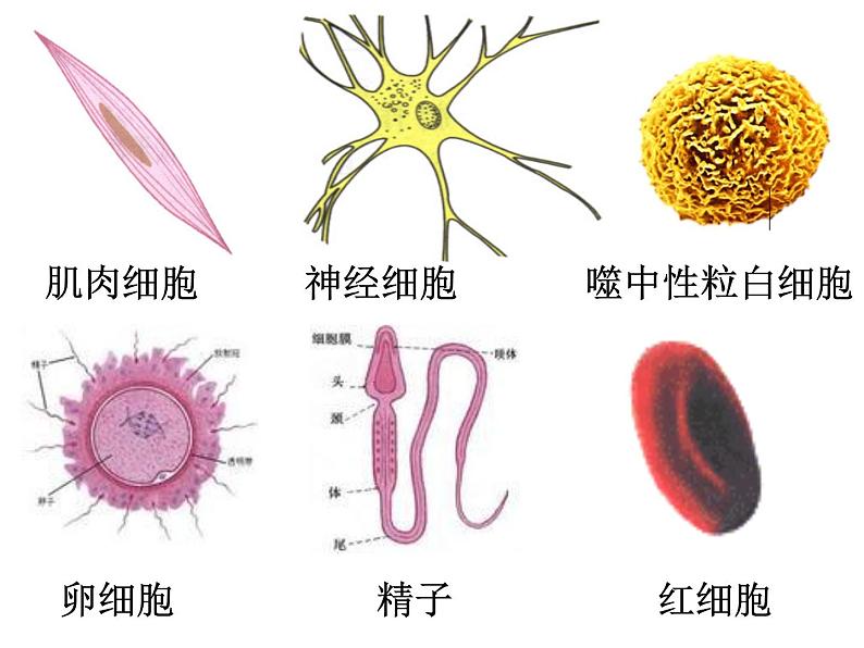 人教生物必修1《1第2节细胞的多样性和统一性》第3页