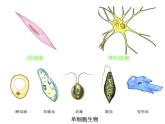 人教生物必修1《1第2节细胞的多样性和统一性》 课件