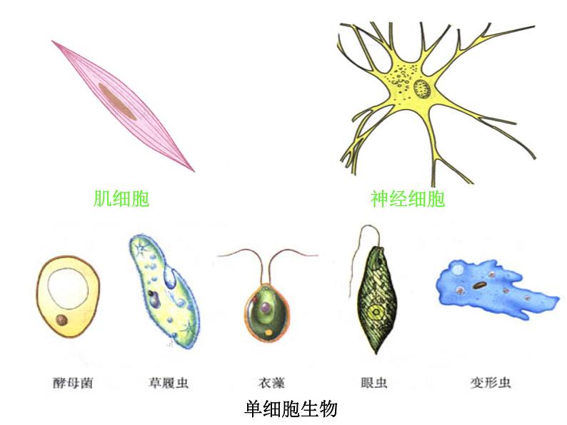 人教生物必修1《1第2节细胞的多样性和统一性》第4页