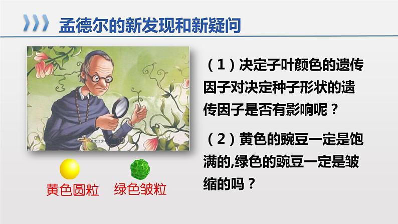 2021-2022学年高一下学期生物人教版必修二 1.2.1 孟德尔的豌豆杂交实验（二）课件（18张PPT)第3页