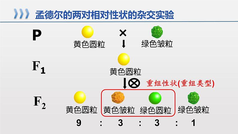 2021-2022学年高一下学期生物人教版必修二 1.2.1 孟德尔的豌豆杂交实验（二）课件（18张PPT)第4页