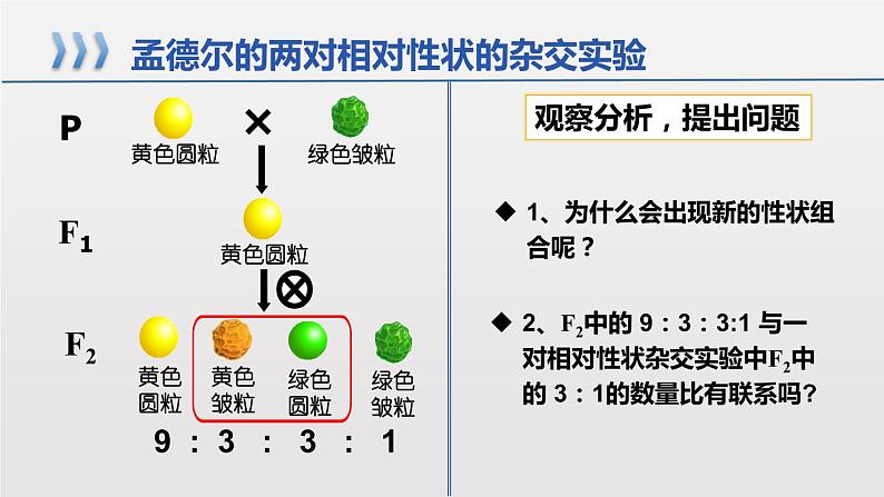 2021-2022学年高一下学期生物人教版必修二 1.2.1 孟德尔的豌豆杂交实验（二）课件（18张PPT)第5页