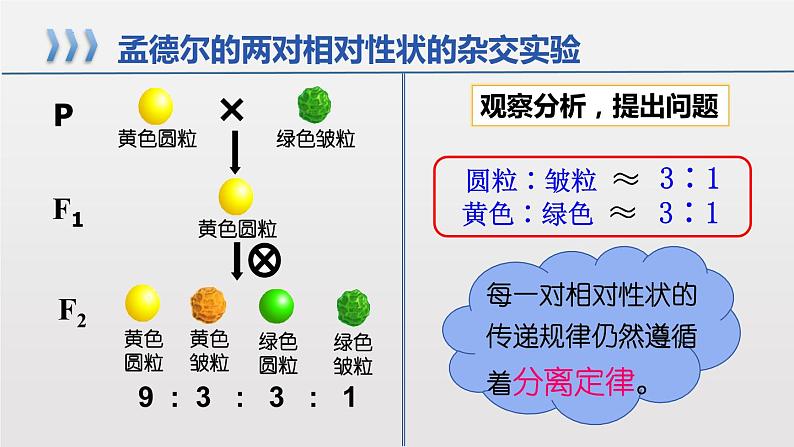 2021-2022学年高一下学期生物人教版必修二 1.2.1 孟德尔的豌豆杂交实验（二）课件（18张PPT)第6页