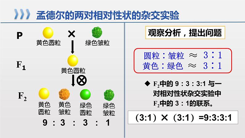 2021-2022学年高一下学期生物人教版必修二 1.2.1 孟德尔的豌豆杂交实验（二）课件（18张PPT)第7页