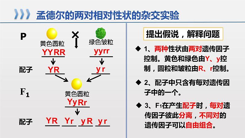 2021-2022学年高一下学期生物人教版必修二 1.2.1 孟德尔的豌豆杂交实验（二）课件（18张PPT)第8页