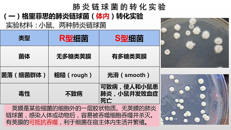2021-2022学年高一下学期生物人教版必修二 3.1 DNA是主要的遗传物质课件（40张PPT)08