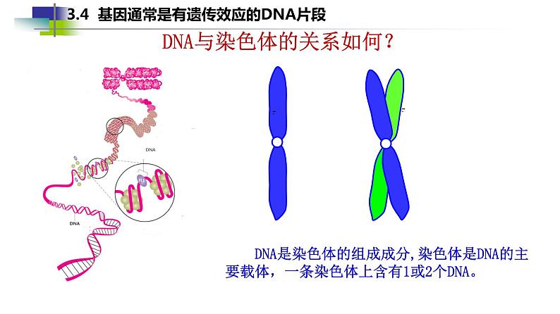 2021-2022学年高一下学期生物人教版必修二 3.4 基因通常是有遗传效应的DNA片段课件（23张PPT)02