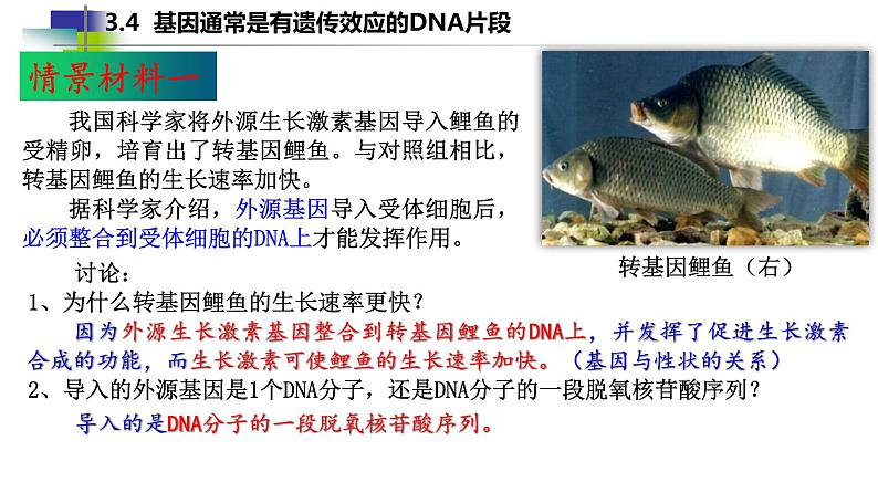 2021-2022学年高一下学期生物人教版必修二 3.4 基因通常是有遗传效应的DNA片段课件（23张PPT)05