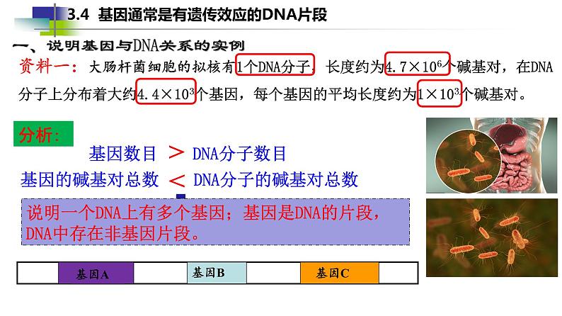 2021-2022学年高一下学期生物人教版必修二 3.4 基因通常是有遗传效应的DNA片段课件（23张PPT)07