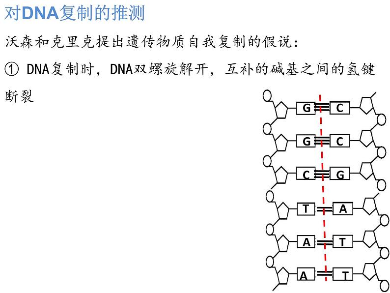 2021-2022学年高一下学期生物人教版必修二 3.3 DNA的复制课件（37张PPT)03