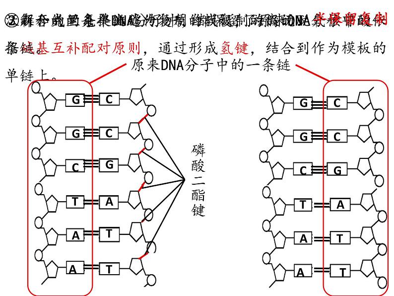 2021-2022学年高一下学期生物人教版必修二 3.3 DNA的复制课件（37张PPT)04