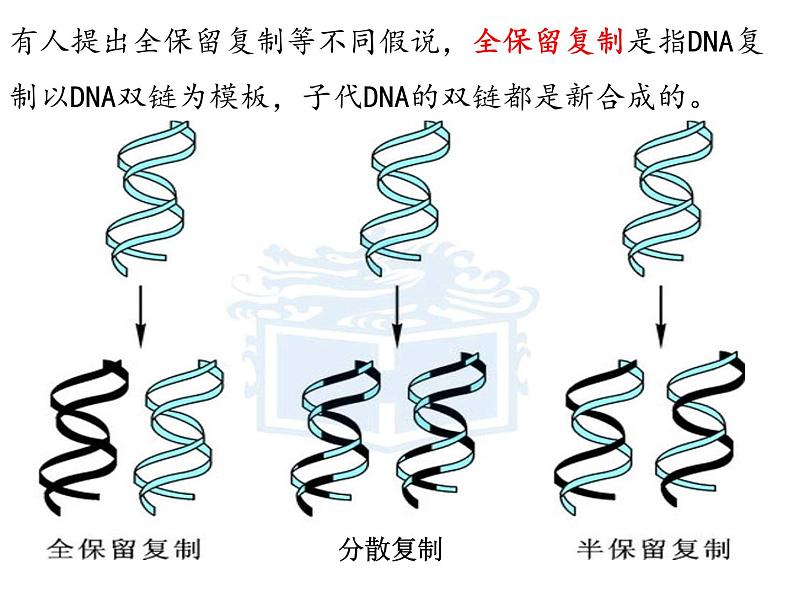 2021-2022学年高一下学期生物人教版必修二 3.3 DNA的复制课件（37张PPT)05