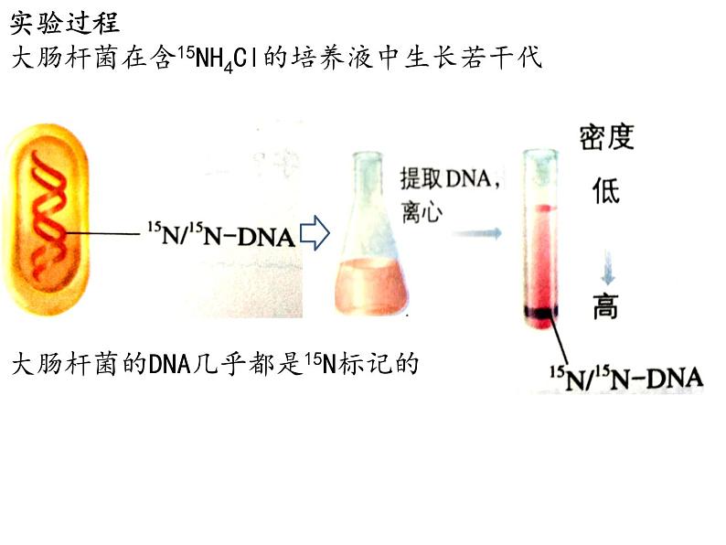 2021-2022学年高一下学期生物人教版必修二 3.3 DNA的复制课件（37张PPT)08