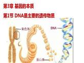 2021-2022学年高一下学期生物人教版必修二 3.1 DNA是主要的遗传物质课件（31张PPT)