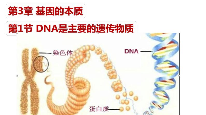 2021-2022学年高一下学期生物人教版必修二 3.1 DNA是主要的遗传物质课件（31张PPT)第1页