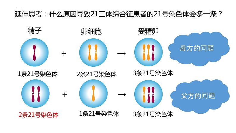 2021-2022学年高一下学期生物人教版必修二 5.2 染色体变异课件（35张PPT)07