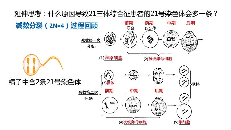 2021-2022学年高一下学期生物人教版必修二 5.2 染色体变异课件（35张PPT)08