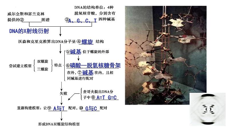 2021-2022学年高一下学期生物人教版必修二 3.2 DNA的结构课件（17张PPT)第3页