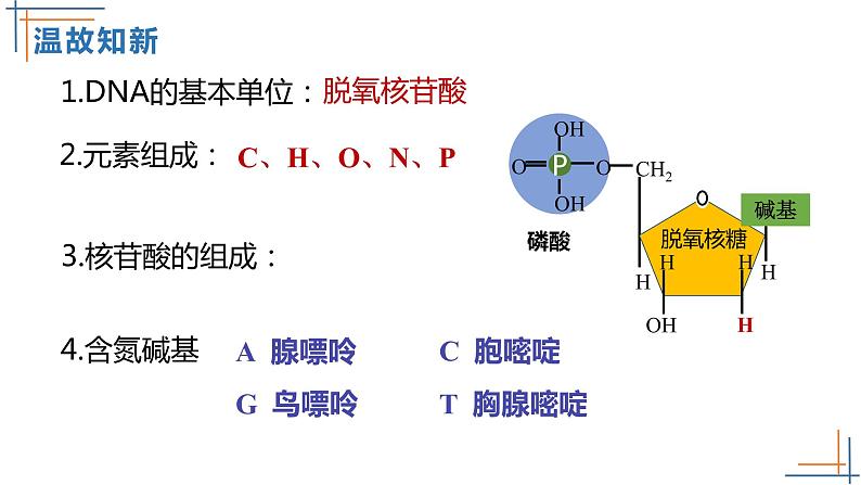 2021-2022学年高一下学期生物人教版必修二 3.2 DNA的结构课件（17张PPT)第4页