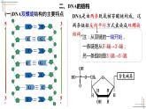 2021-2022学年高一下学期生物人教版必修二 3.2 DNA的结构课件（17张PPT)