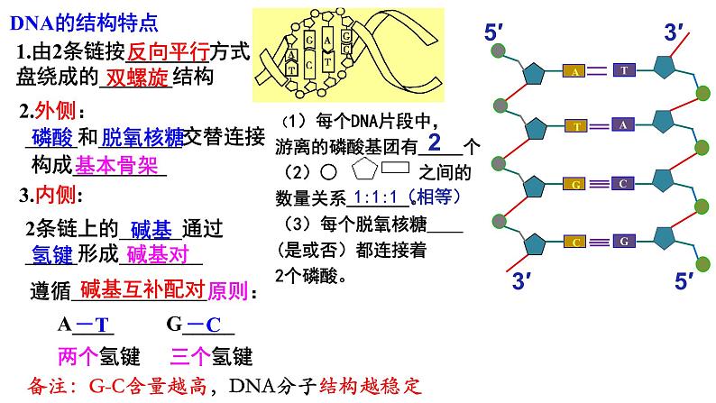 2021-2022学年高一下学期生物人教版必修二 3.2 DNA的结构课件（17张PPT)第6页