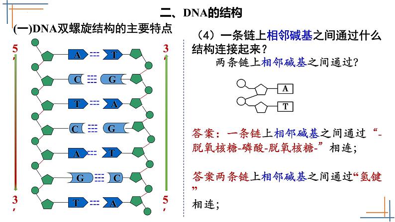 2021-2022学年高一下学期生物人教版必修二 3.2 DNA的结构课件（17张PPT)第7页