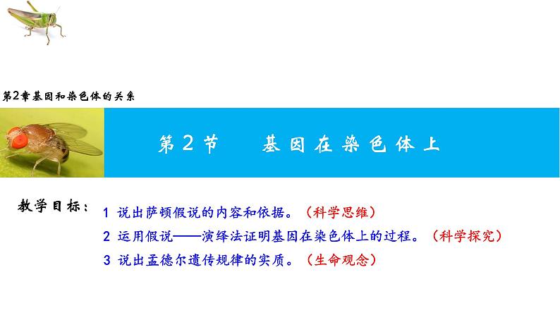 2021-2022学年高一下学期生物人教版必修二 2.2 基因在染色体上课件（24张PPT)第1页