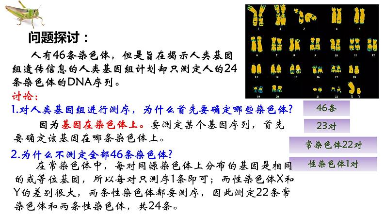 2021-2022学年高一下学期生物人教版必修二 2.2 基因在染色体上课件（24张PPT)第2页