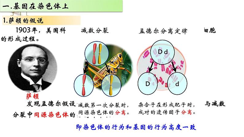 2021-2022学年高一下学期生物人教版必修二 2.2 基因在染色体上课件（24张PPT)第3页