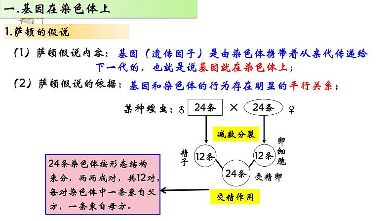 2021-2022学年高一下学期生物人教版必修二 2.2 基因在染色体上课件（24张PPT)第4页