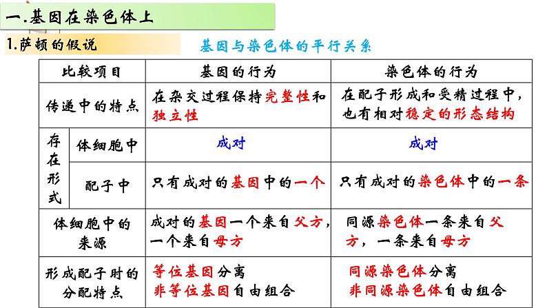 2021-2022学年高一下学期生物人教版必修二 2.2 基因在染色体上课件（24张PPT)第5页