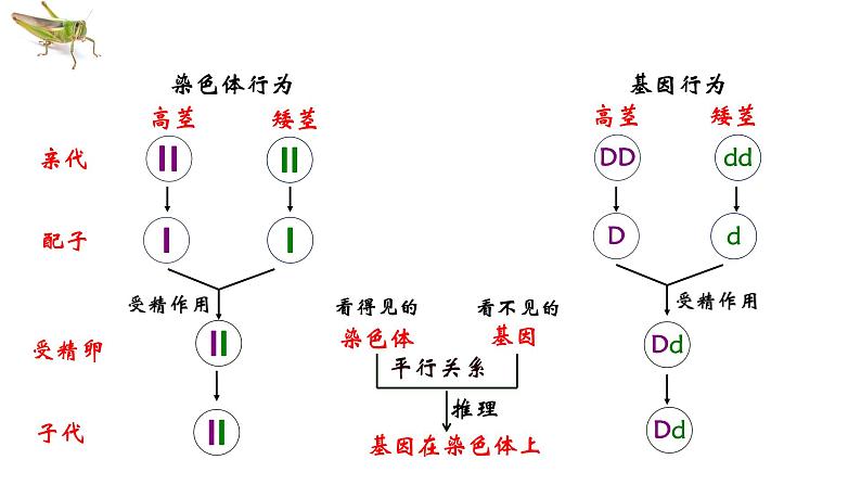 2021-2022学年高一下学期生物人教版必修二 2.2 基因在染色体上课件（24张PPT)第6页