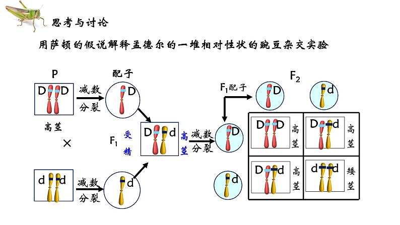 2021-2022学年高一下学期生物人教版必修二 2.2 基因在染色体上课件（24张PPT)第7页