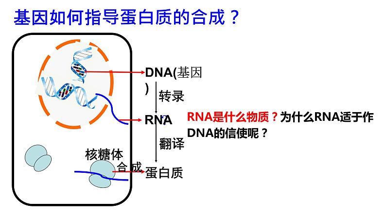 2021-2022学年高一下学期生物人教版必修二 4.1 基因指导蛋白质的合成课件（40张PPT)03