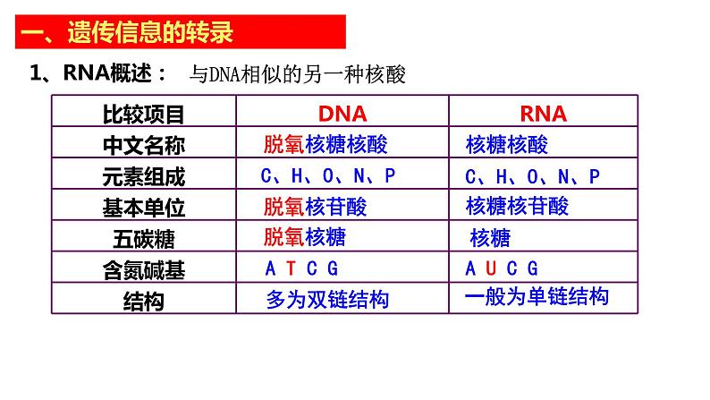 2021-2022学年高一下学期生物人教版必修二 4.1 基因指导蛋白质的合成课件（40张PPT)04