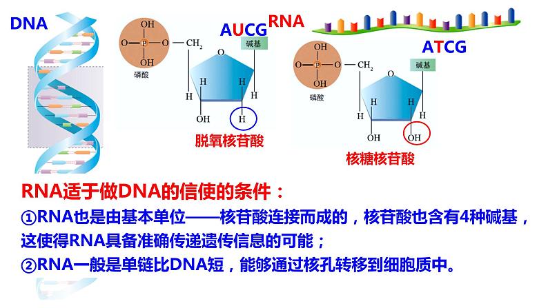 2021-2022学年高一下学期生物人教版必修二 4.1 基因指导蛋白质的合成课件（40张PPT)05