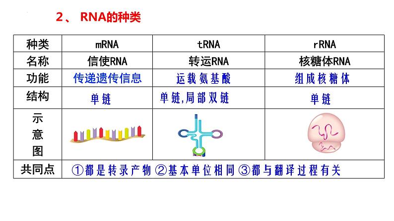 2021-2022学年高一下学期生物人教版必修二 4.1 基因指导蛋白质的合成课件（40张PPT)06