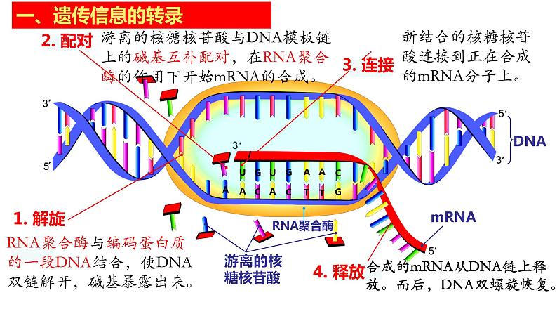 2021-2022学年高一下学期生物人教版必修二 4.1 基因指导蛋白质的合成课件（40张PPT)07