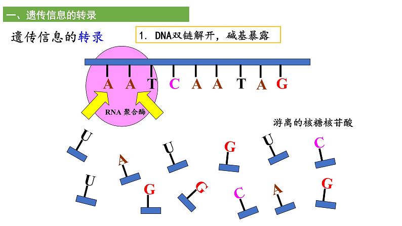 2021-2022学年高一下学期生物人教版必修二 4.1 基因指导蛋白质的合成课件（40张PPT)08