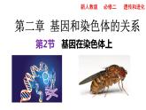 2021-2022学年高一下学期生物人教版必修二 2.2 基因在染色体上课件（80张PPT)