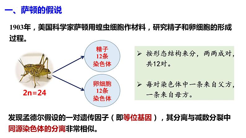 2021-2022学年高一下学期生物人教版必修二 2.2 基因在染色体上课件（80张PPT)第5页