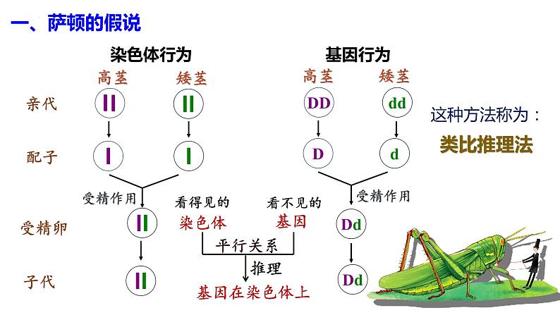 2021-2022学年高一下学期生物人教版必修二 2.2 基因在染色体上课件（80张PPT)第7页