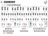 2021-2022学年高一下学期生物人教版必修二 5.2 染色体变异课件（38张PPT)