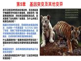2021-2022学年高一下学期生物人教版必修二 5.1 基因突变和基因重组课件（40张PPT)