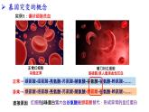 2021-2022学年高一下学期生物人教版必修二 5.1 基因突变和基因重组课件（40张PPT)